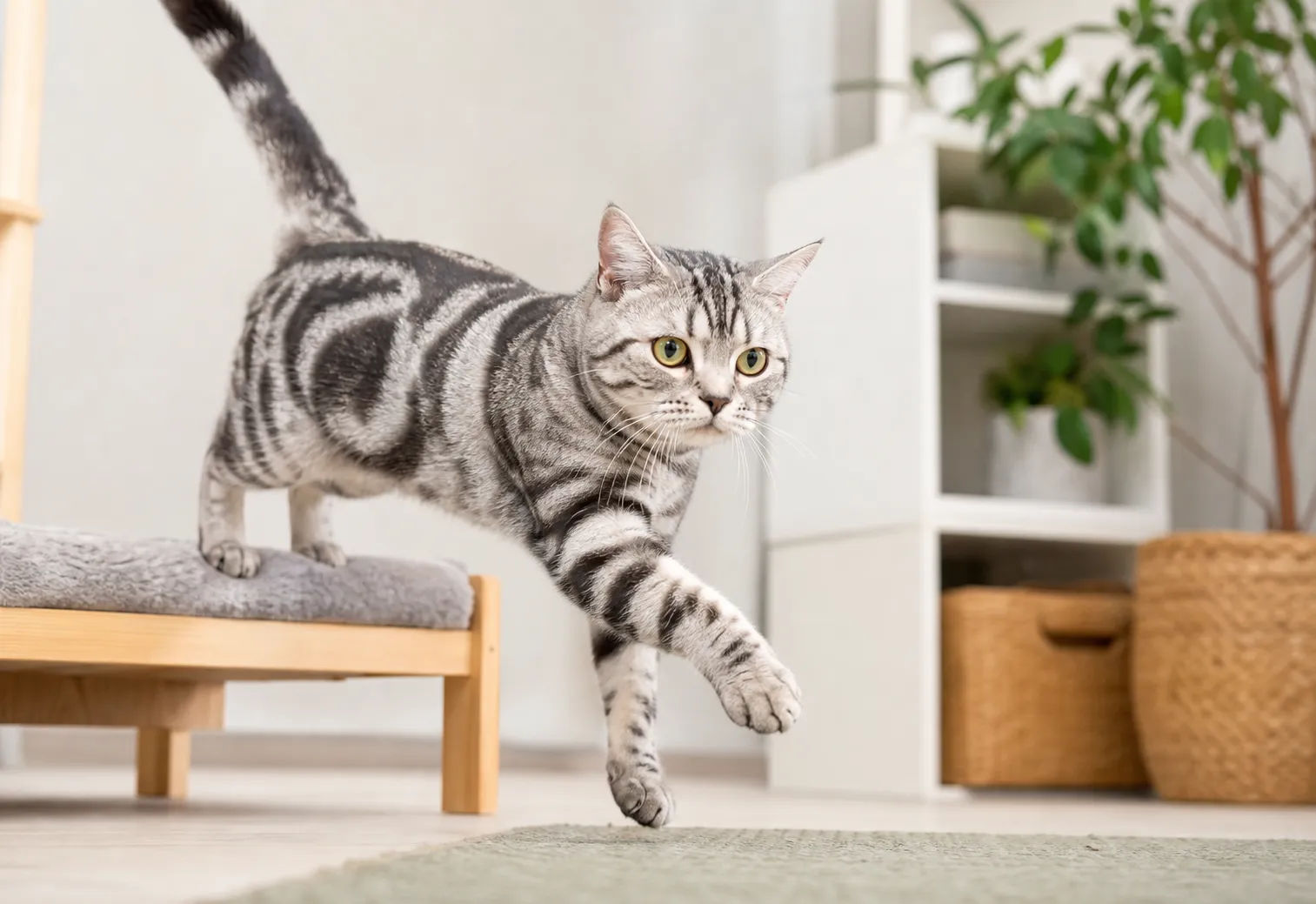 American Shorthair movement and wellness