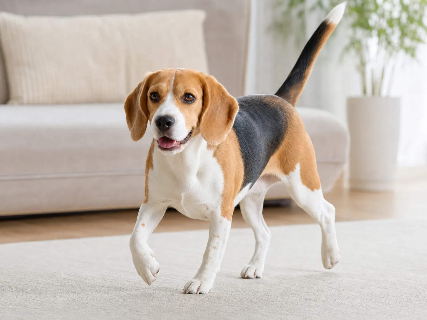 Beagles movement and wellness