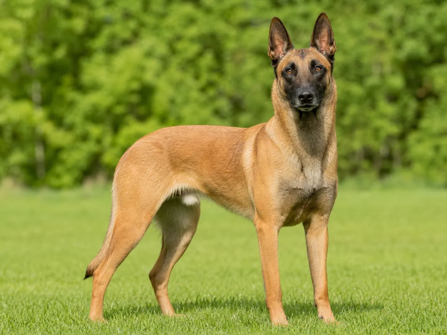 Belgian Malinois breed photo