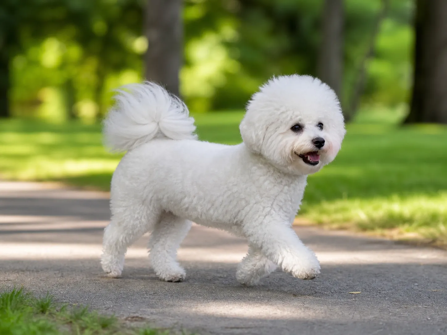 Bichon Frise movement and wellness