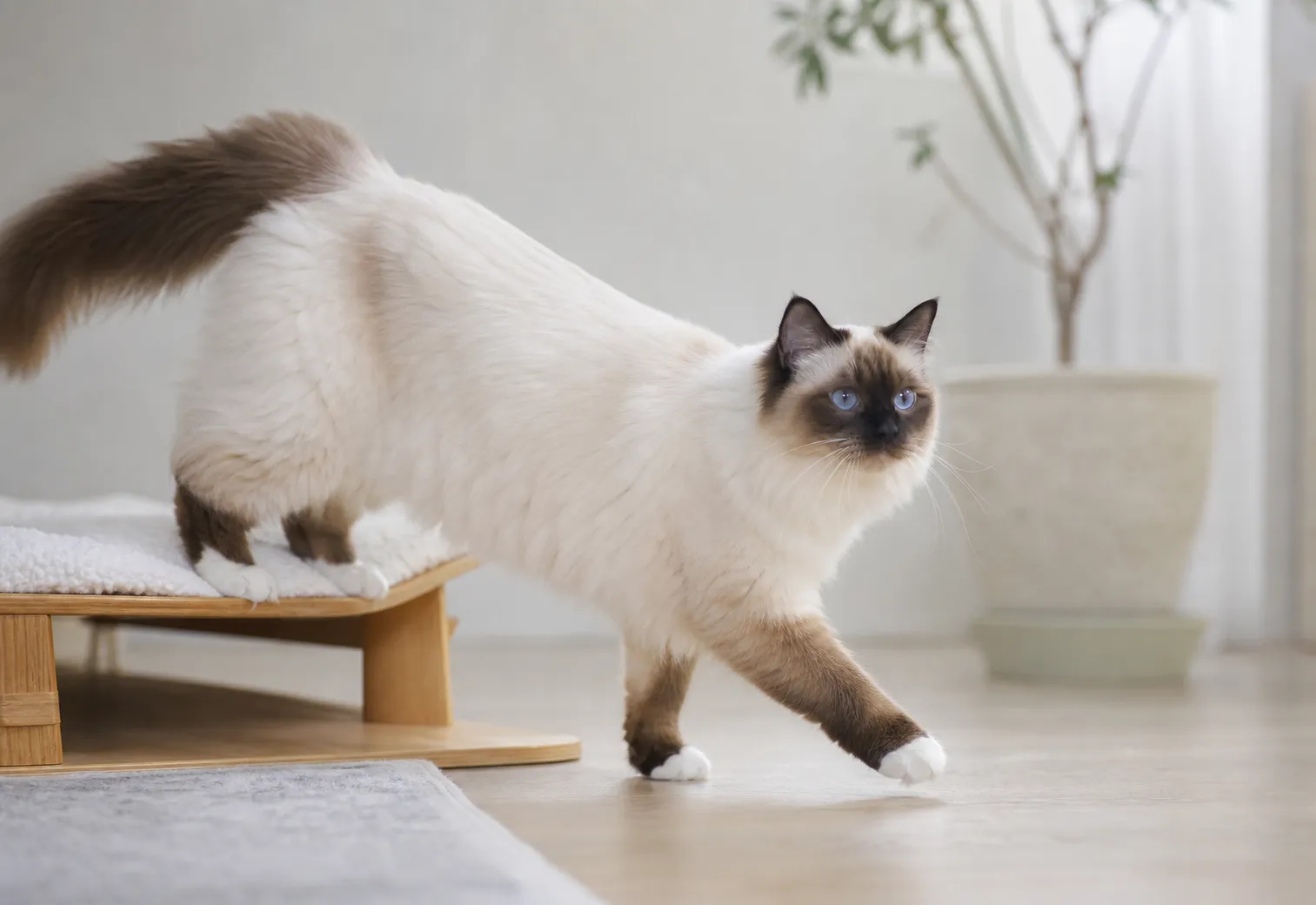 Birmans movement and wellness