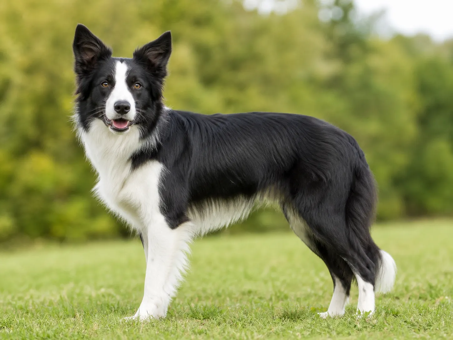 Border Collies breed photo