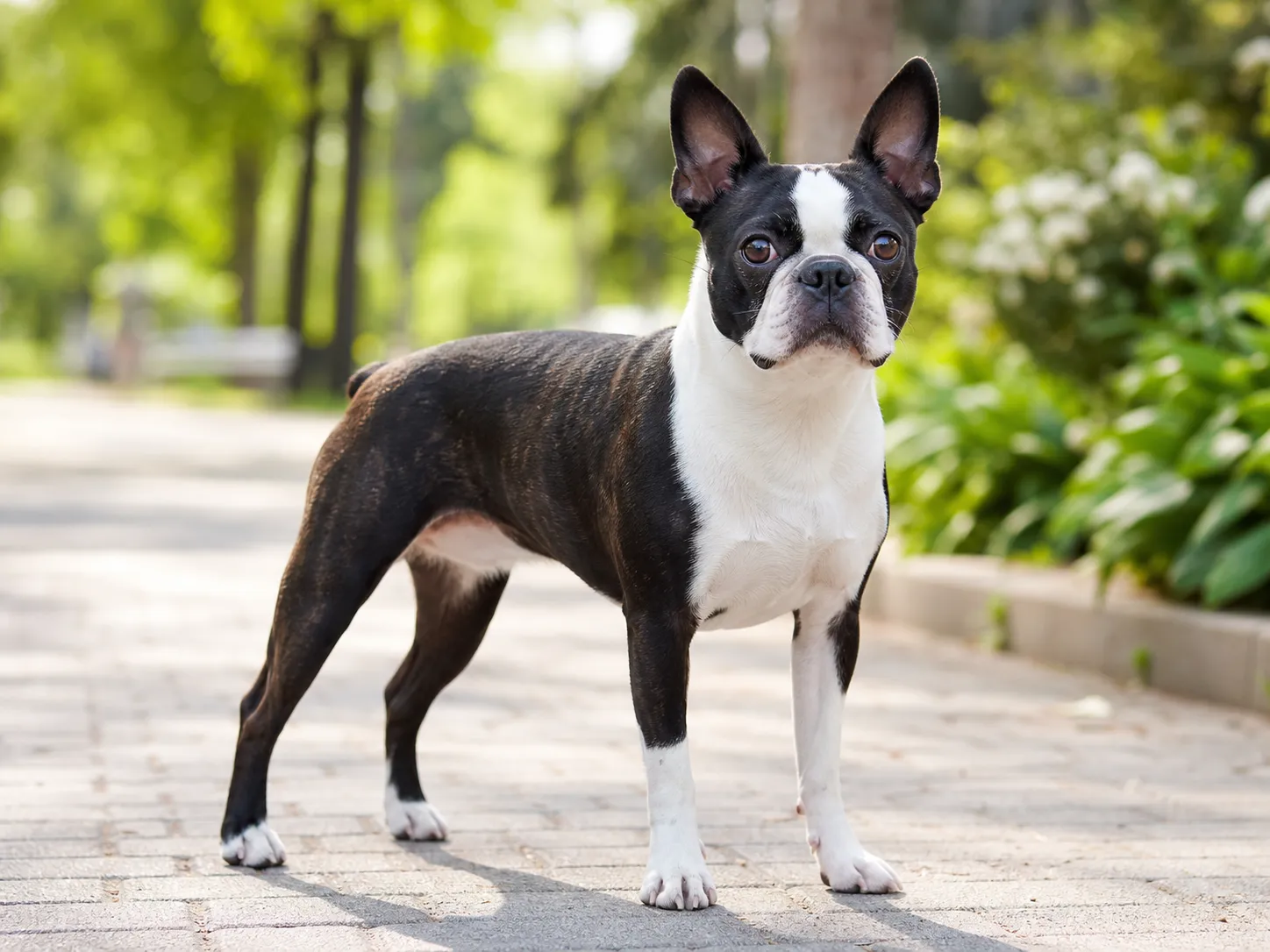 Boston Terriers breed photo