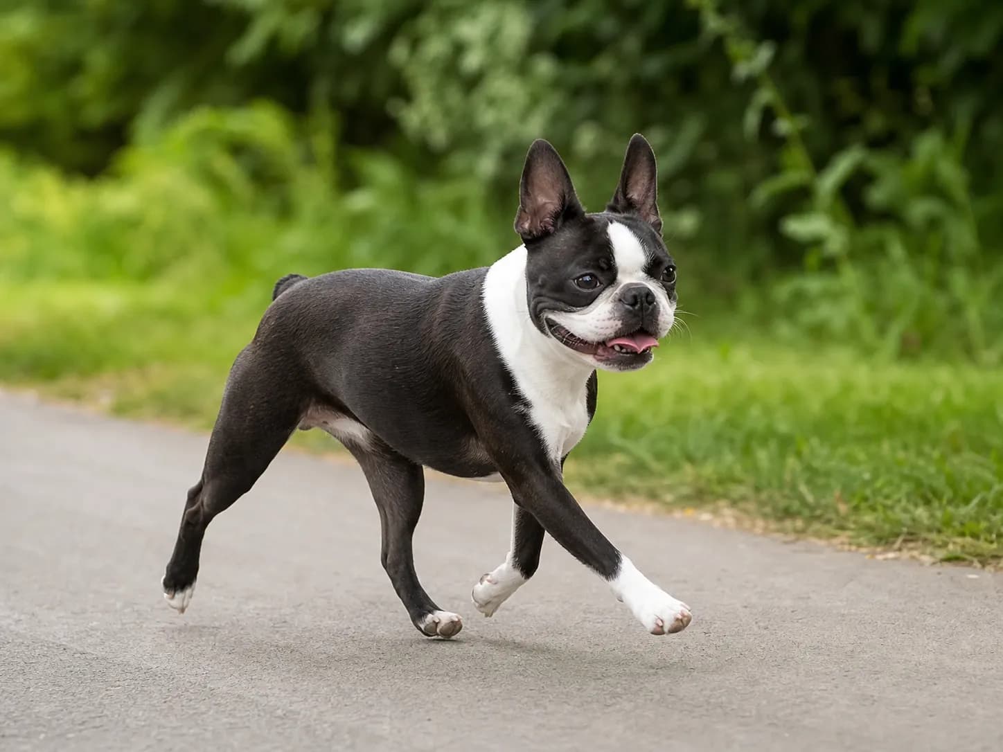 Boston Terriers movement and wellness