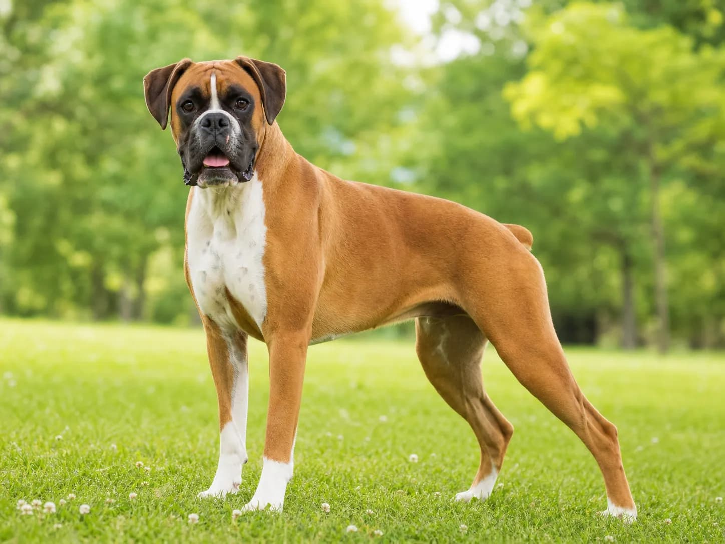 Boxers breed photo