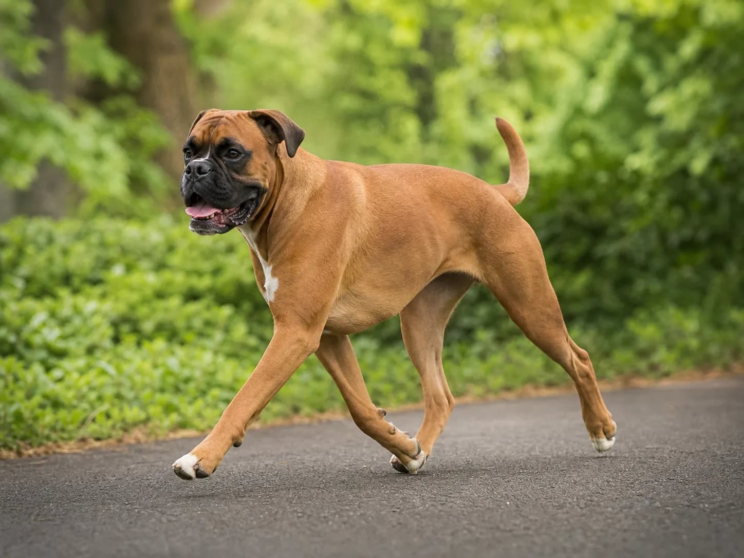 Boxers movement and wellness