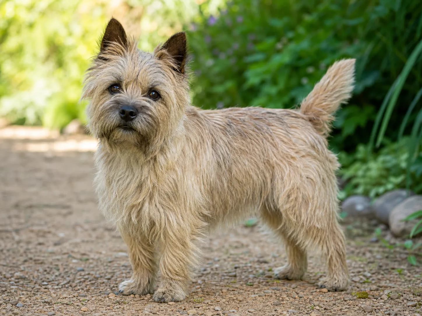 Cairn Terriers breed photo