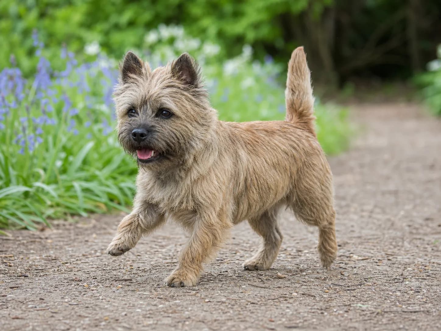 Cairn Terriers movement and wellness
