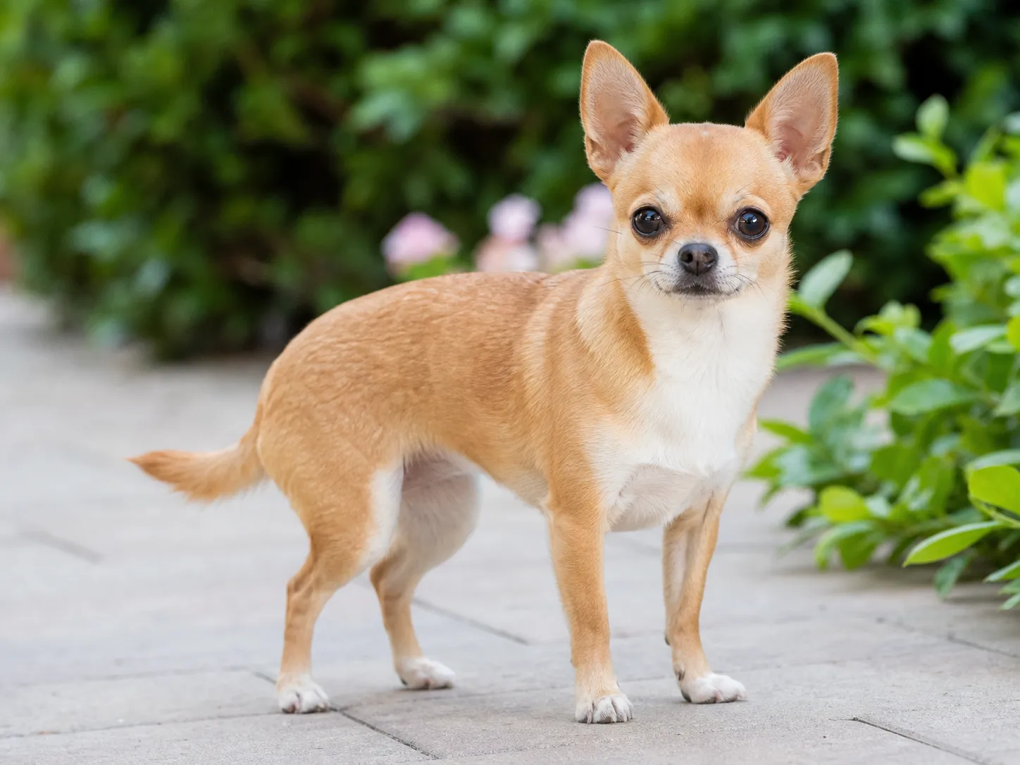 Chihuahuas breed photo