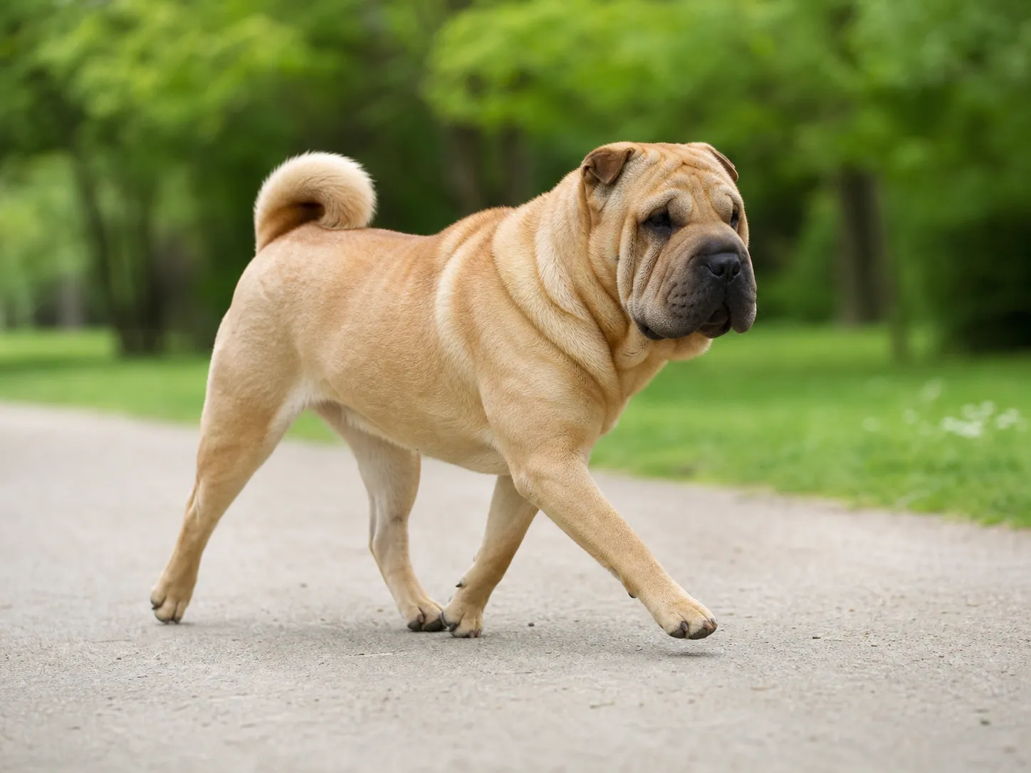 Chinese Shar-Peis movement and wellness