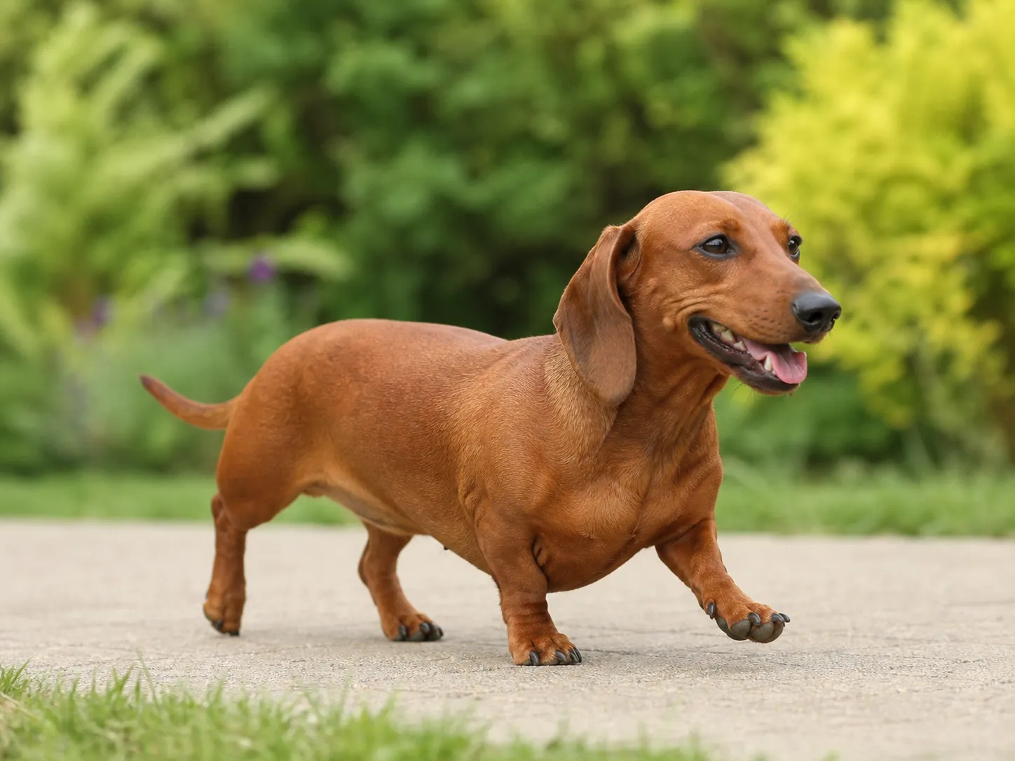 Dachshunds movement and wellness