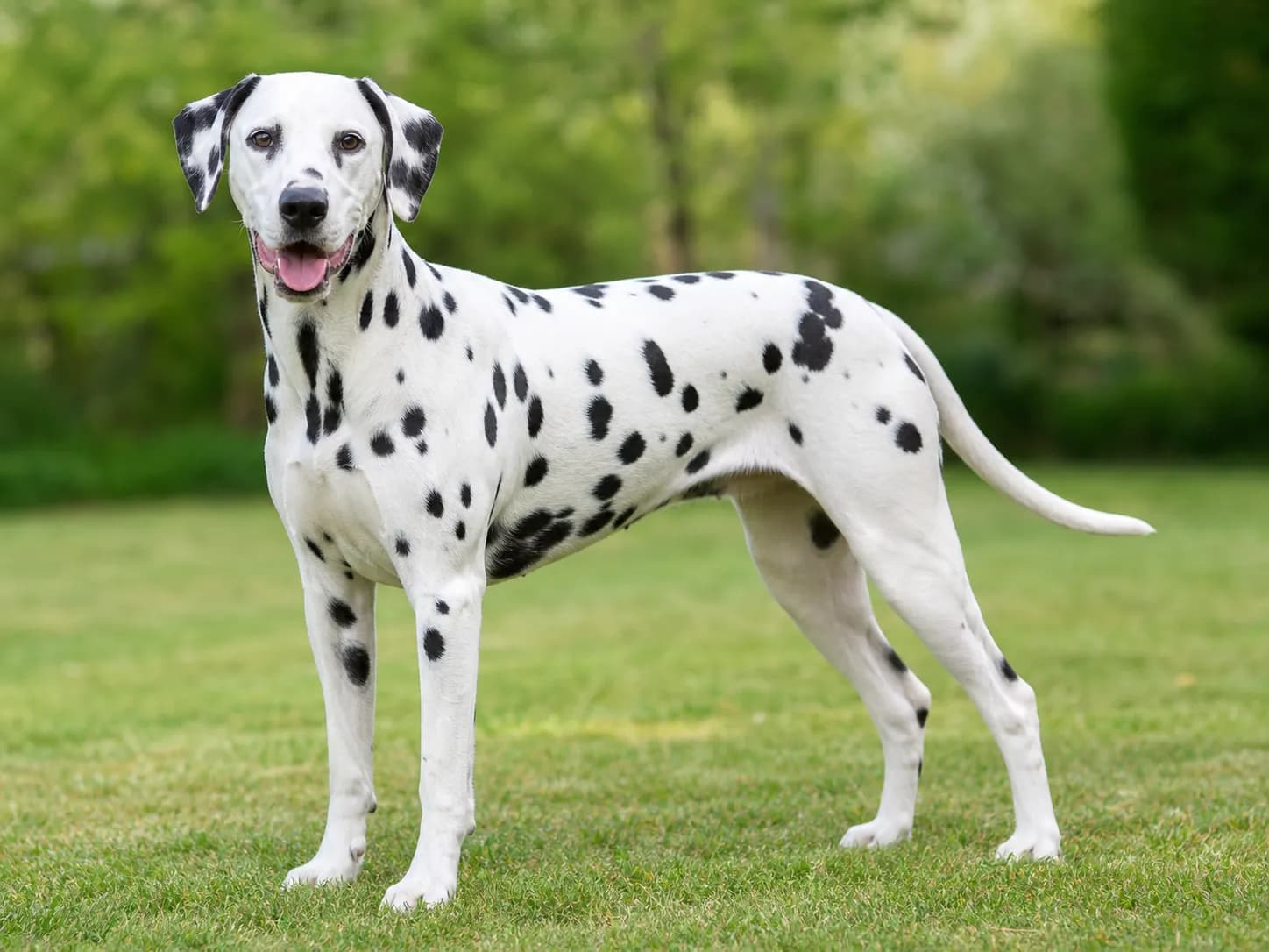 Dalmatians breed photo