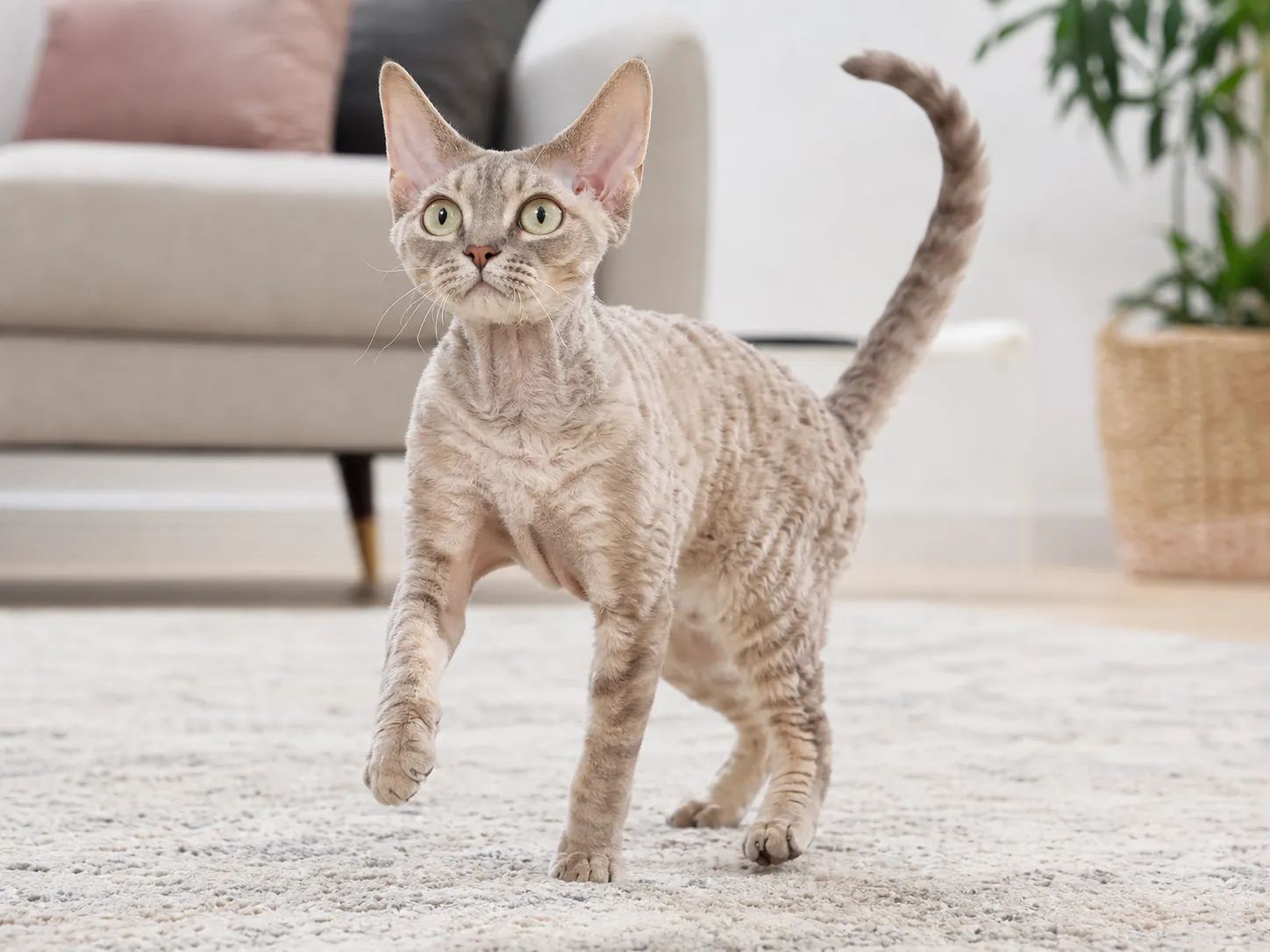 Devon Rex movement and wellness
