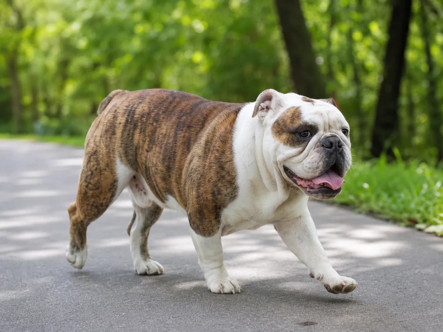 English Bulldogs movement and wellness