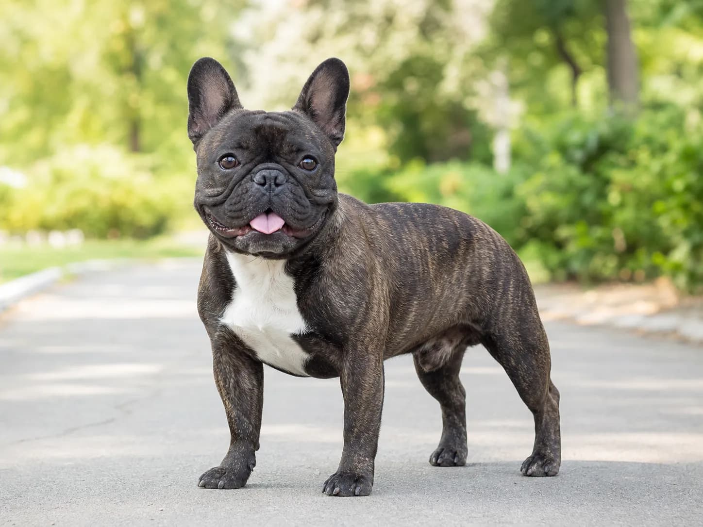 French Bulldogs breed photo