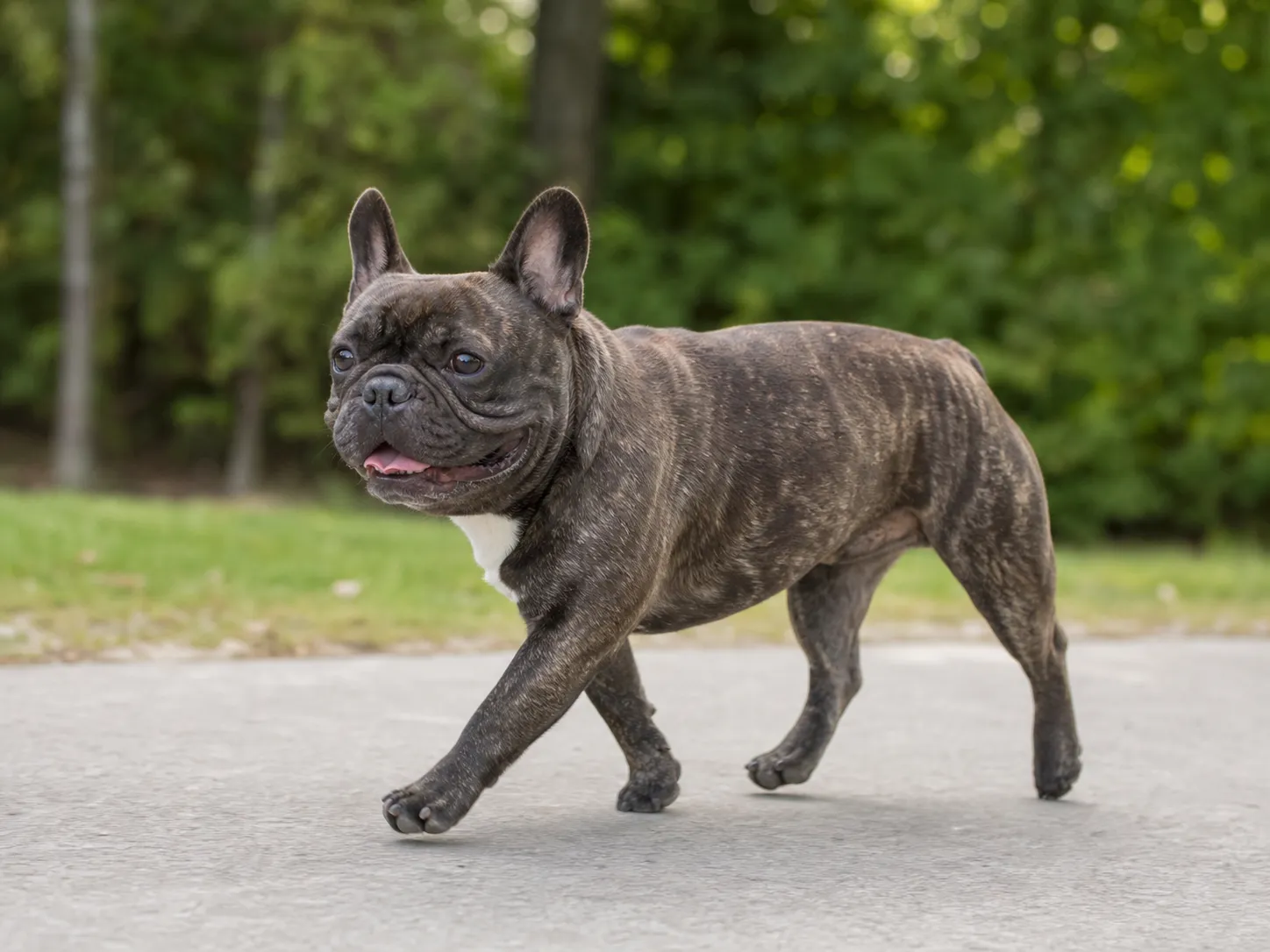 French Bulldogs movement and wellness