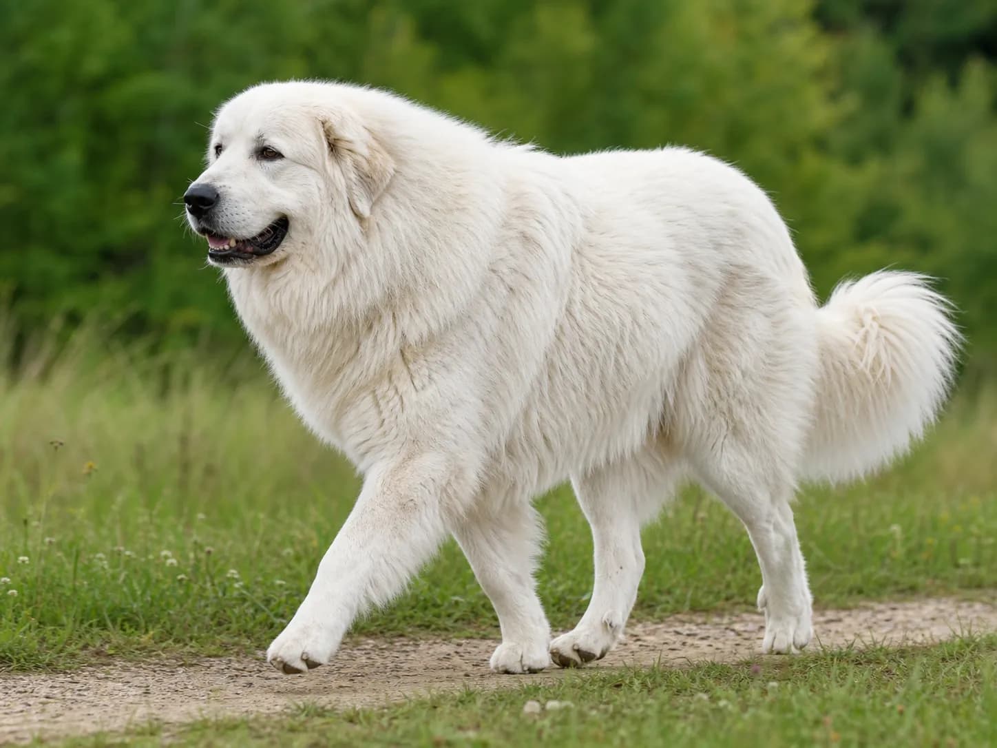 Great Pyrenees movement and wellness