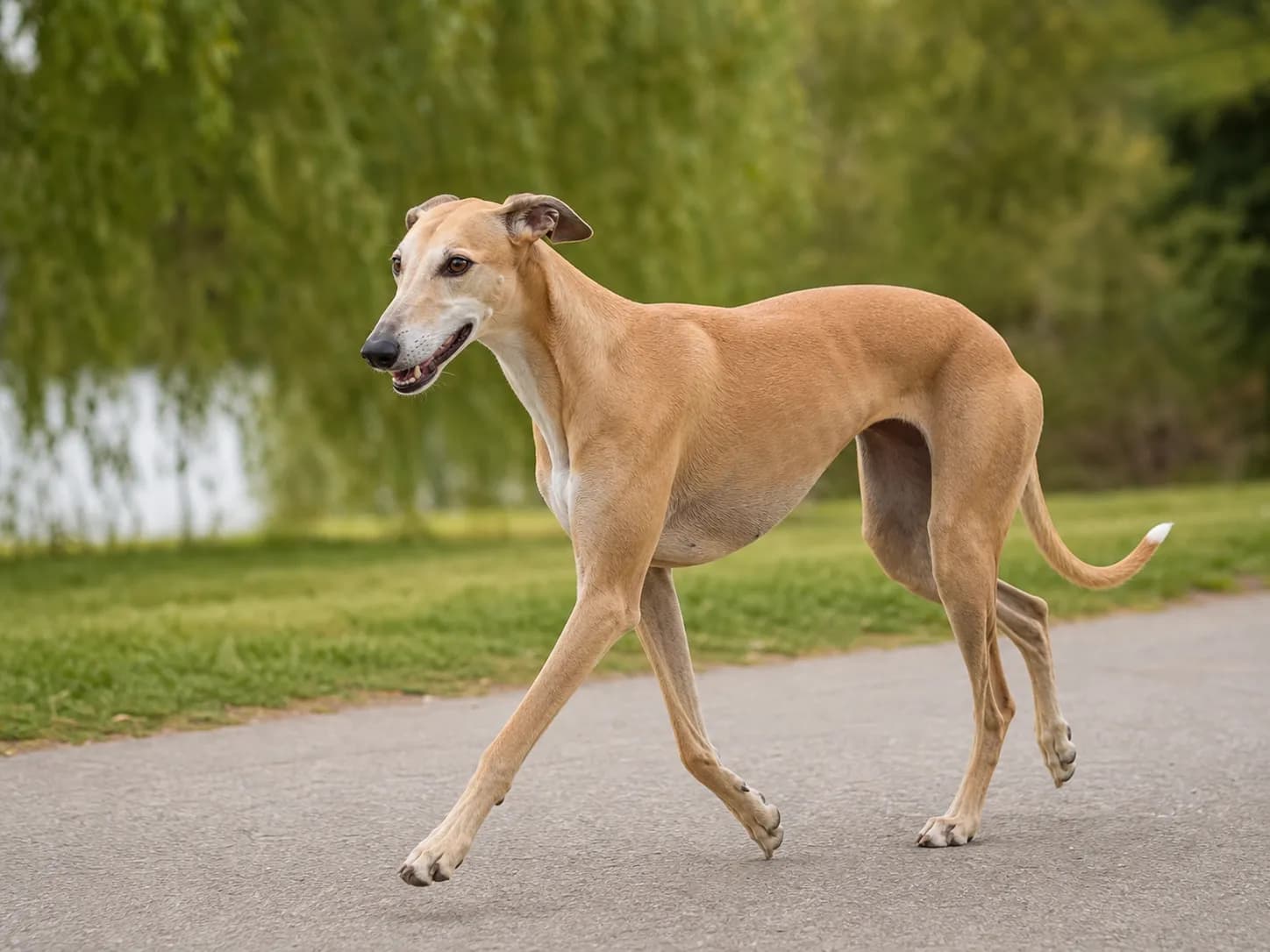 Greyhounds movement and wellness