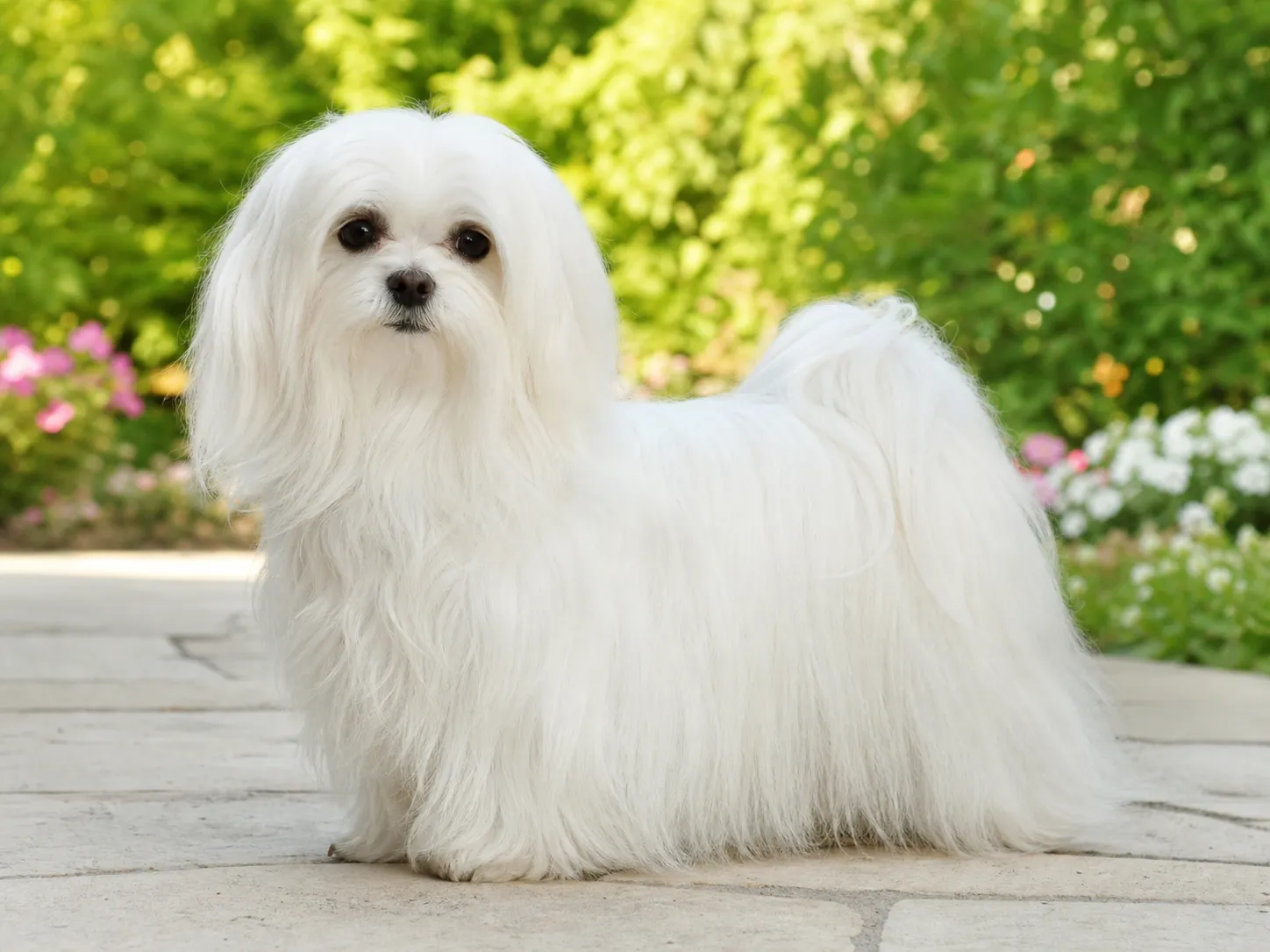 Maltese breed photo