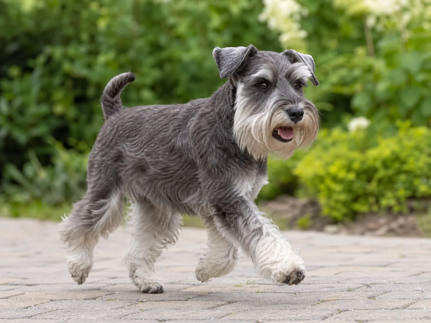 Miniature Schnauzers movement and wellness