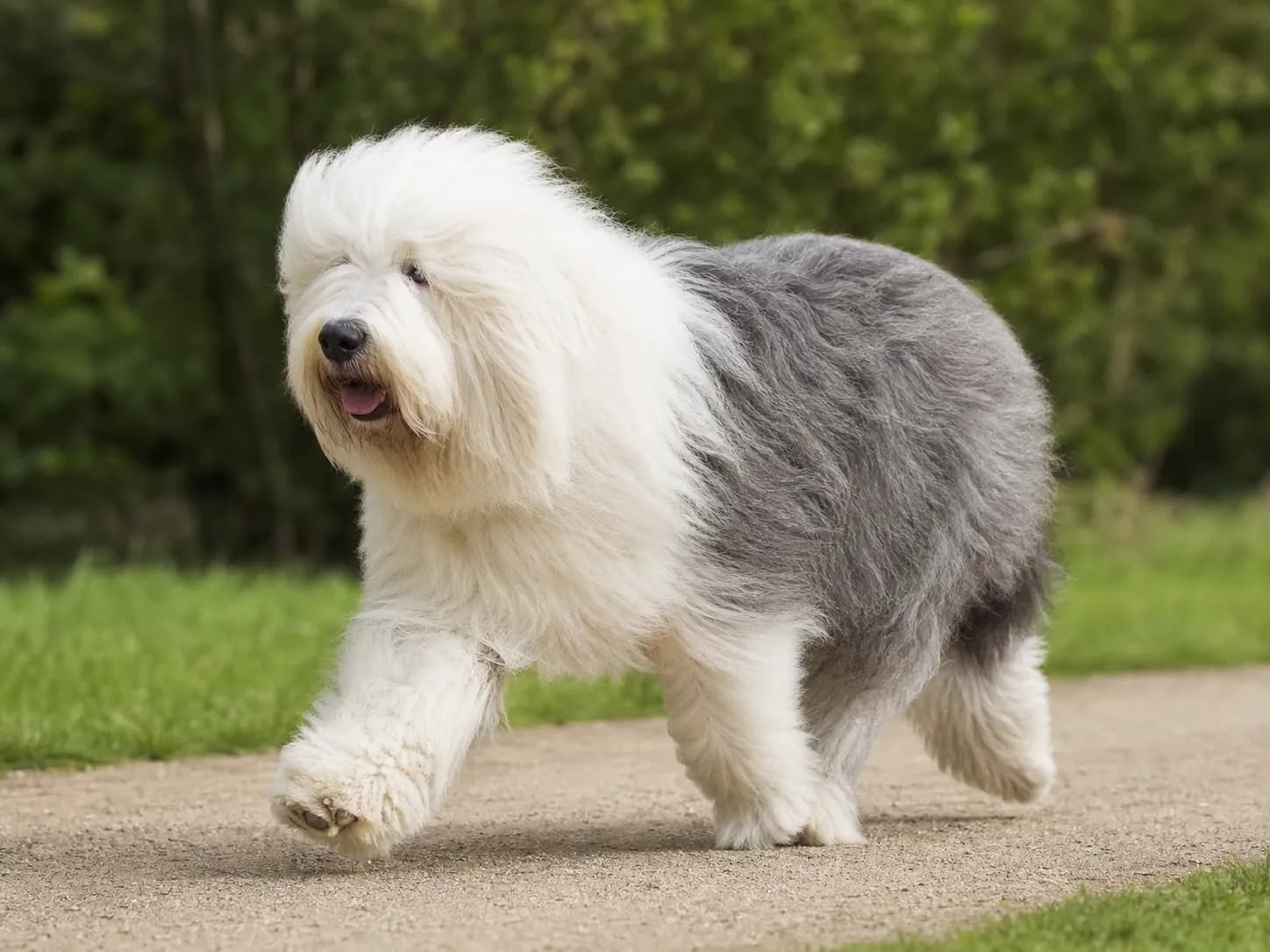 Old English Sheepdogs movement and wellness