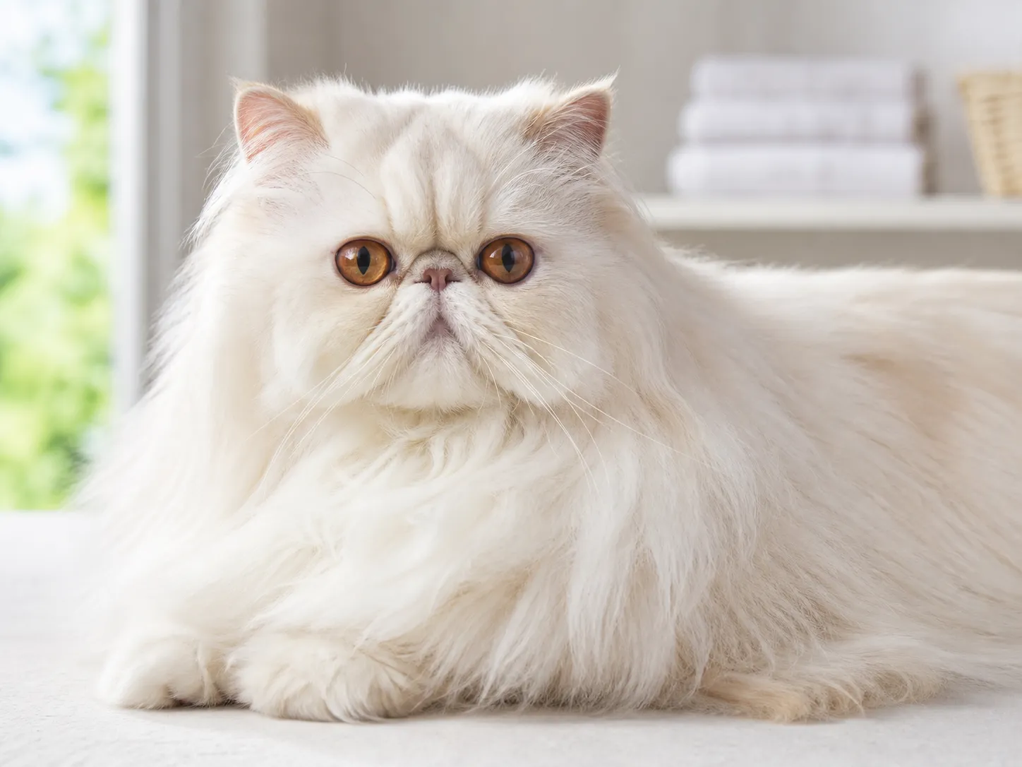 Persians coat and grooming
