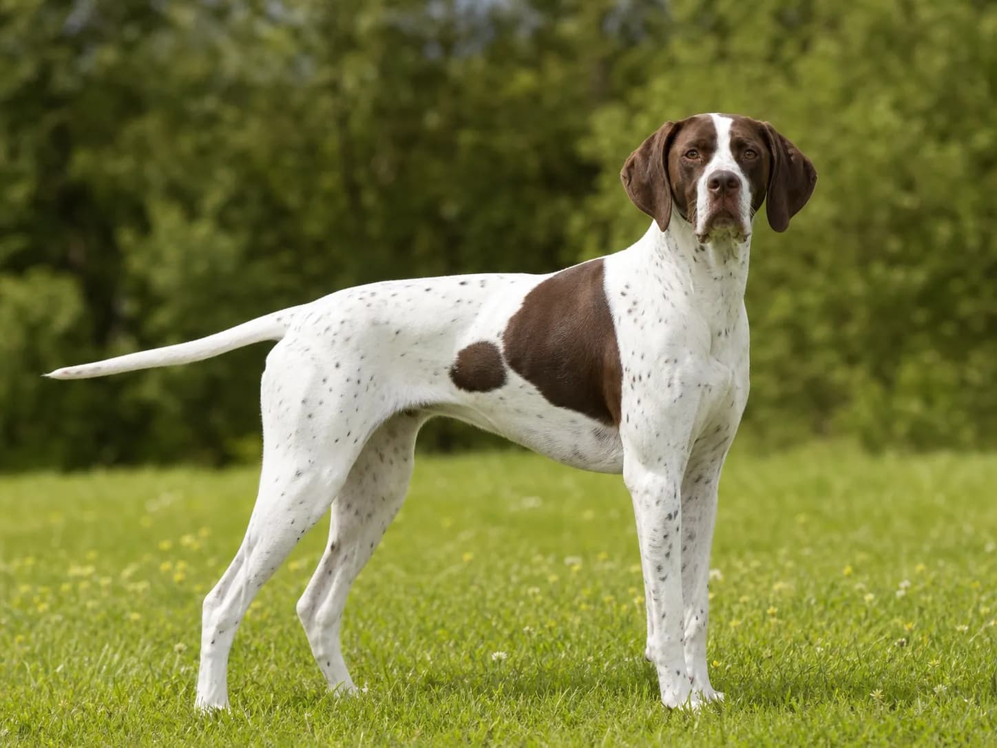 Pointers breed photo