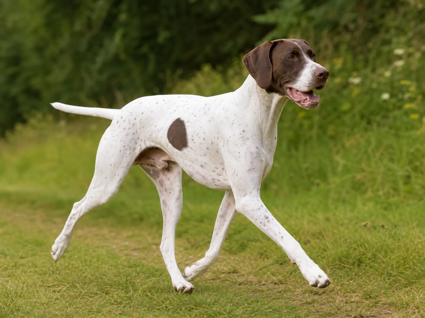Pointers movement and wellness