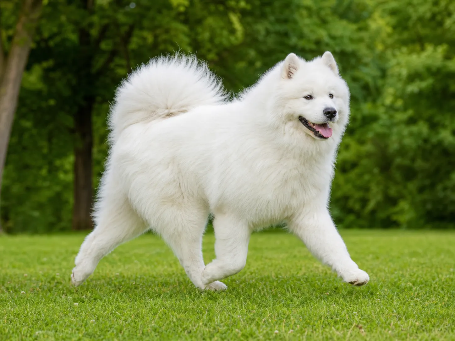 Samoyeds movement and wellness