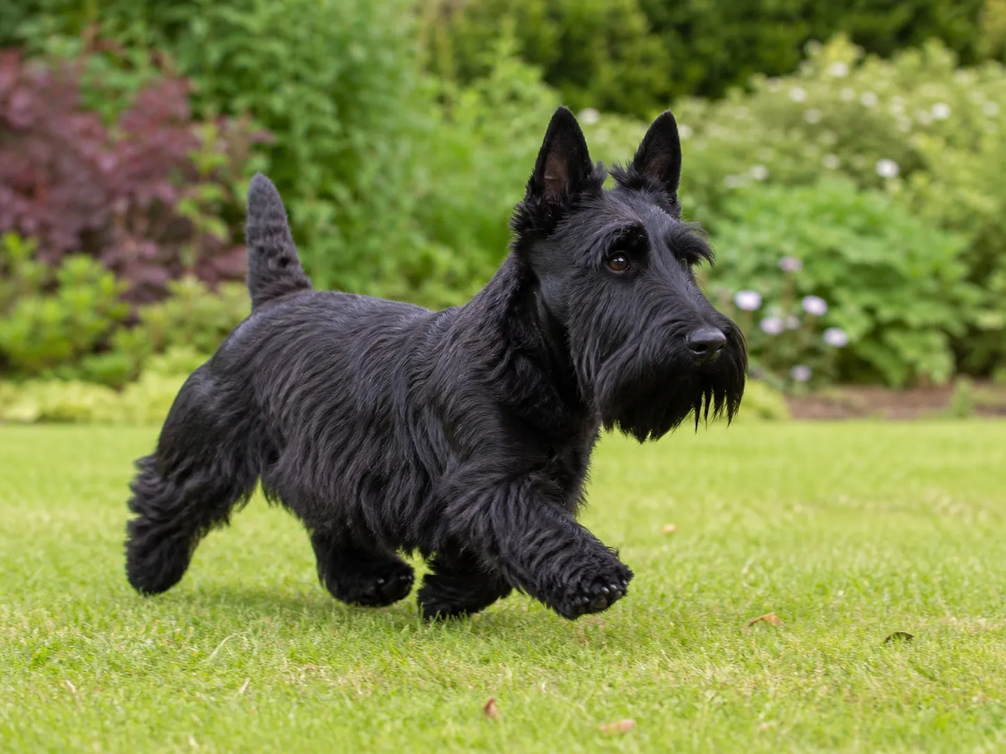 Scottish Terriers movement and wellness