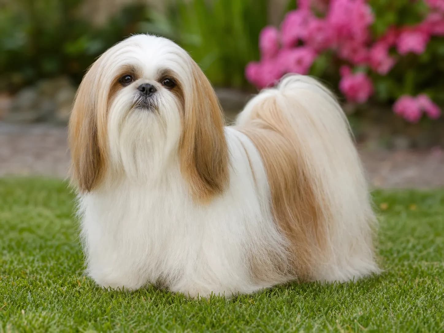 Shih Tzu breed photo