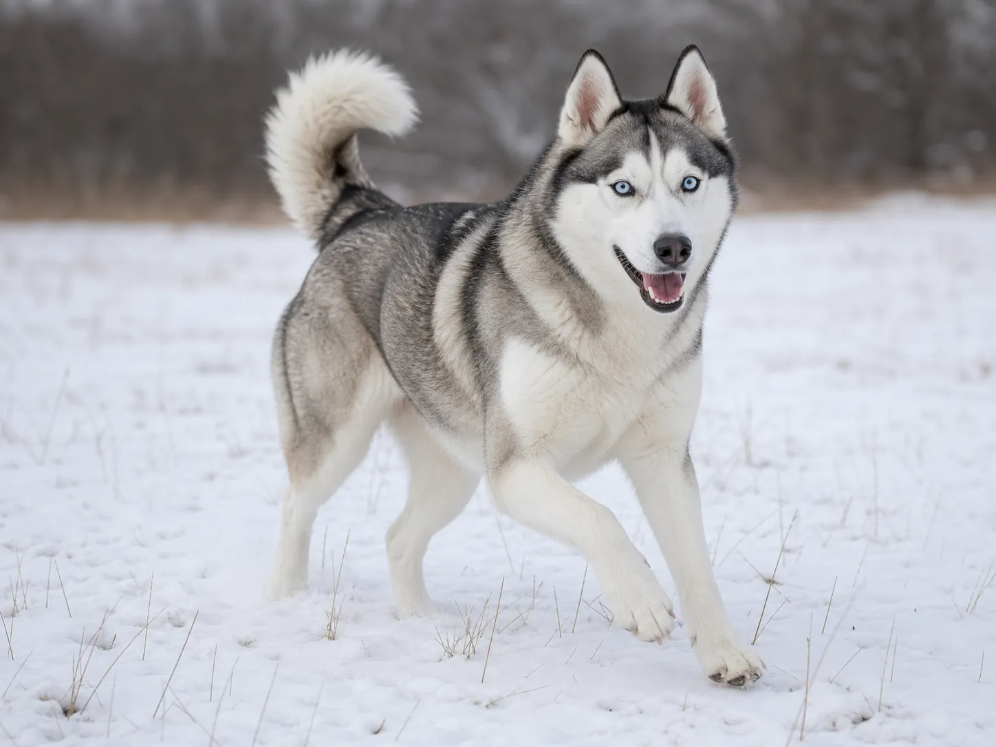 Siberian Husky movement and wellness