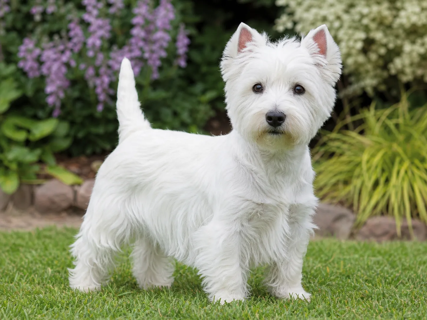 West Highland White Terriers breed photo