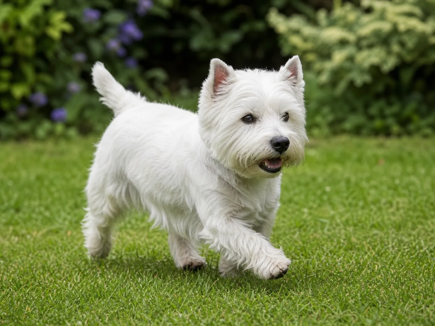 West Highland White Terriers movement and wellness