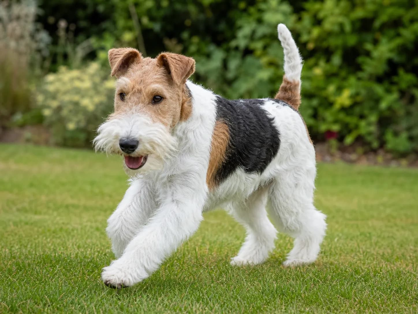 Wirehaired Fox Terriers movement and wellness