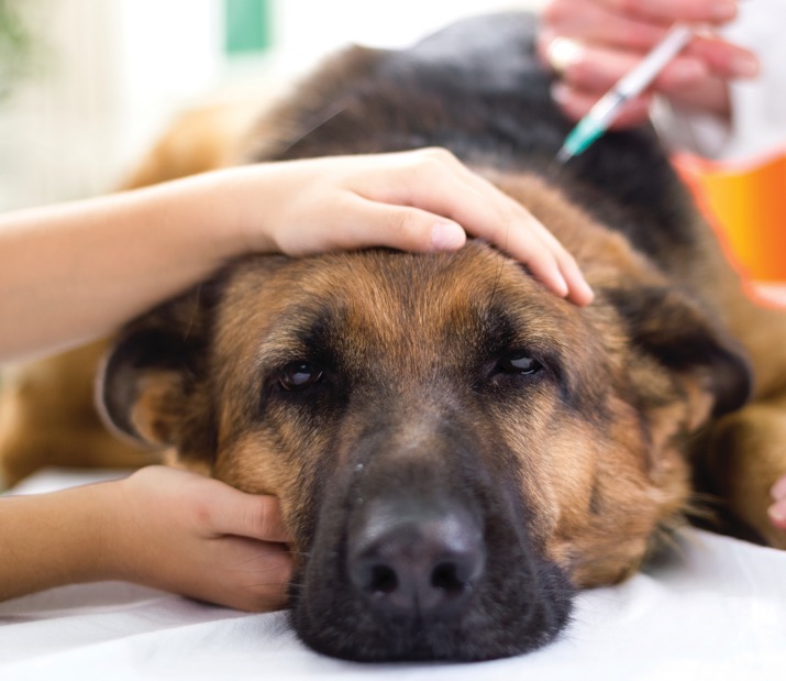 dog getting help at Santa Ana Animal Hospital