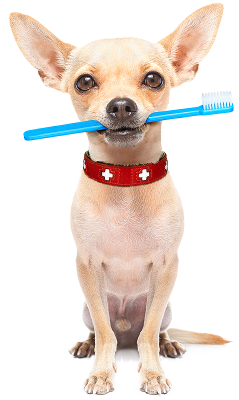 puppy with toothbrush for dog dental in North Hollywood