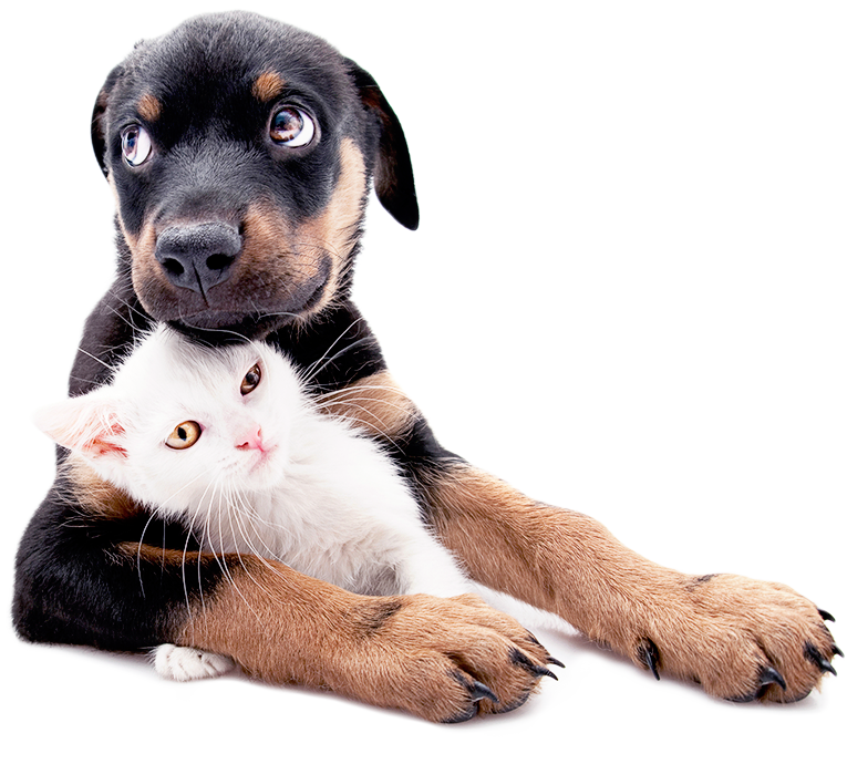 dog and cat vaccinations Santa Ana