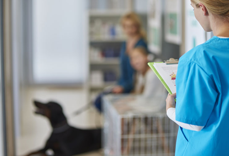 Glendale vet with clipboard attending to new dog patient