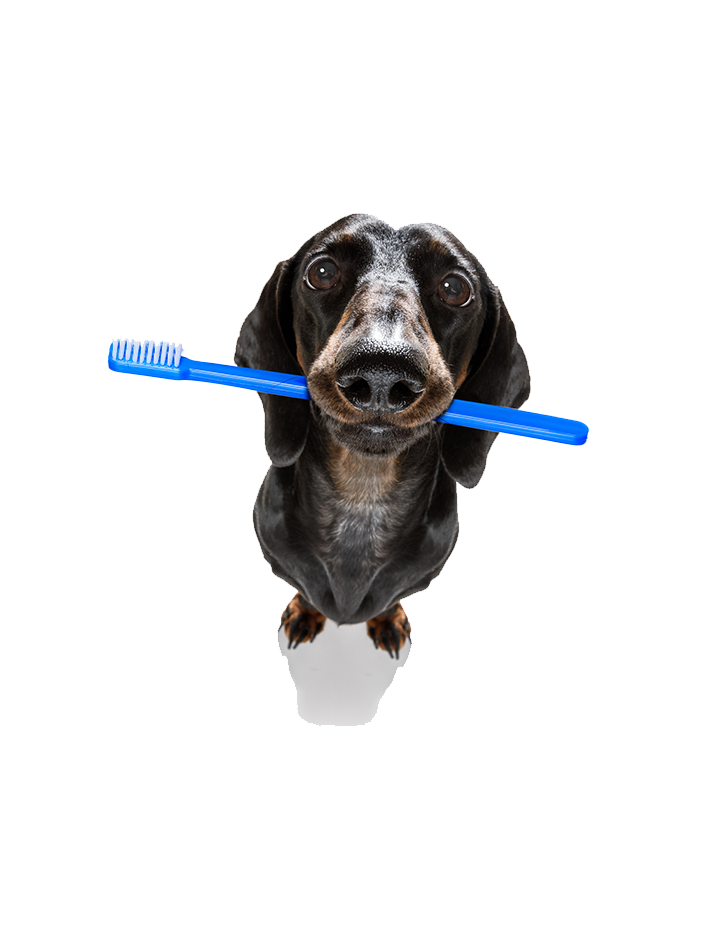 Dog holding tooth brush in his mouth to promote dog dental care in Glendale, CA